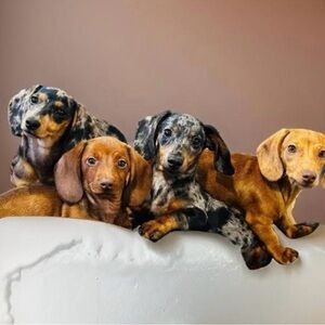 Adorable Dachshund Mystery Items!!